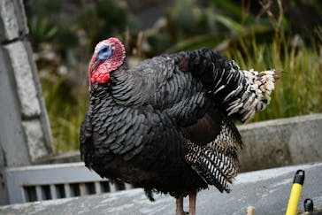 伊豆シャボテン動物公園に投稿された画像（2025/3/19）