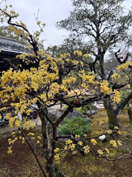 元離宮二条城に投稿された画像（2025/3/19）