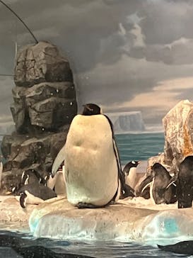 名古屋港水族館に投稿された画像（2025/3/19）