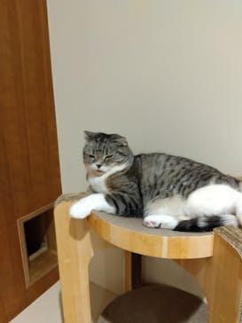 Cat Café MOFF アリオ倉敷店に投稿された画像（2025/3/19）