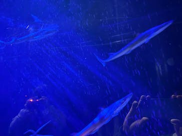 竹島水族館に投稿された画像（2025/3/19）