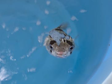 沖縄美ら海水族館（館内体験）に投稿された画像（2025/3/19）