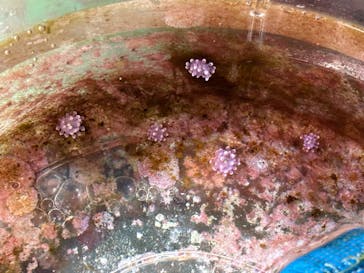 沖縄美ら海水族館（館内体験）に投稿された画像（2025/3/19）