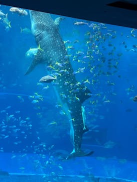 沖縄美ら海水族館（館内体験）に投稿された画像（2025/3/19）