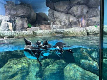 横浜・八景島シーパラダイスに投稿された画像（2025/3/19）