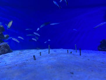 横浜・八景島シーパラダイスに投稿された画像（2025/3/19）