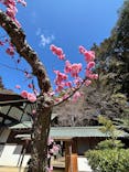 偕楽園本園に投稿された画像（2025/3/19）