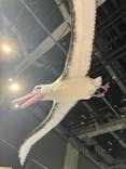 特別展「鳥～ゲノム解析が解き明かす新しい鳥類の系統～」に投稿された画像（2025/3/20）