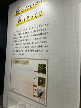 特別展「鳥～ゲノム解析が解き明かす新しい鳥類の系統～」に投稿された画像（2025/3/19）