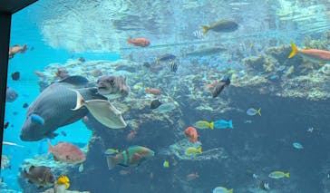 沖縄美ら海水族館に投稿された画像（2025/3/19）