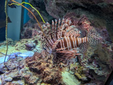 沖縄美ら海水族館に投稿された画像（2025/3/19）