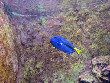 沖縄美ら海水族館に投稿された画像（2025/3/19）