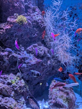 沖縄美ら海水族館に投稿された画像（2025/3/19）