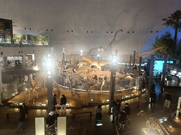 福井県立恐竜博物館に投稿された画像（2025/3/19）