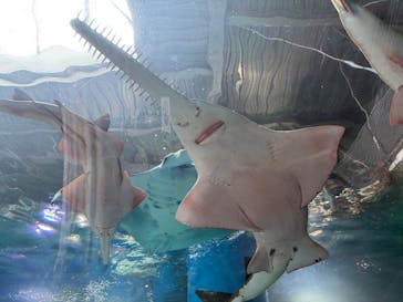 マクセル アクアパーク品川に投稿された画像（2025/3/19）