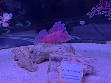 マクセル アクアパーク品川に投稿された画像（2025/3/19）