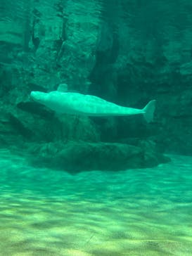 名古屋港水族館に投稿された画像（2025/3/19）