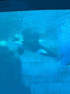 名古屋港水族館に投稿された画像（2025/3/19）