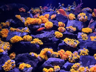 大分マリーンパレス水族館 「うみたまご」に投稿された画像（2025/3/20）