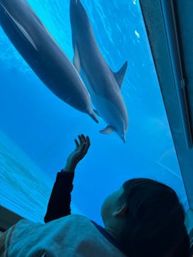 大分マリーンパレス水族館 「うみたまご」に投稿された画像（2025/3/20）