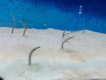 大分マリーンパレス水族館 「うみたまご」に投稿された画像（2025/3/20）