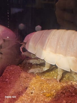 九十九島水族館海きららに投稿された画像（2025/3/20）