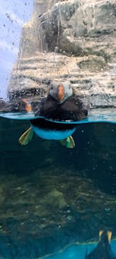 アクアワールド茨城県大洗水族館に投稿された画像（2025/3/20）