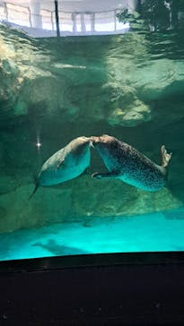 アクアワールド茨城県大洗水族館に投稿された画像（2025/3/20）