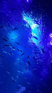 アクアワールド茨城県大洗水族館に投稿された画像（2025/3/20）