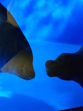 サンシャイン水族館に投稿された画像（2025/3/20）