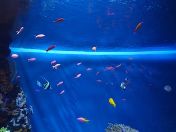 サンシャイン水族館に投稿された画像（2025/3/20）