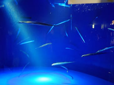 サンシャイン水族館に投稿された画像（2025/3/20）