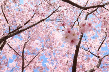 江戸東京たてもの園に投稿された画像（2025/3/20）