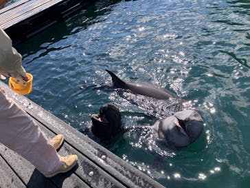 太地町立くじらの博物館に投稿された画像（2025/3/20）