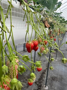 ニューベリーに投稿された画像（2025/3/20）