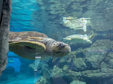 名古屋港水族館に投稿された画像（2025/3/20）