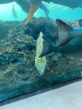 横浜・八景島シーパラダイスに投稿された画像（2025/3/20）