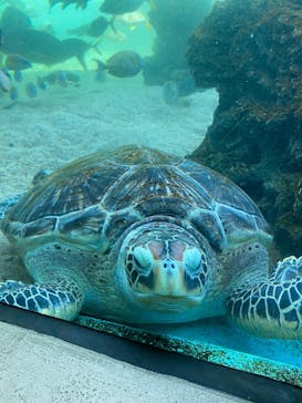 横浜・八景島シーパラダイスに投稿された画像（2025/3/20）