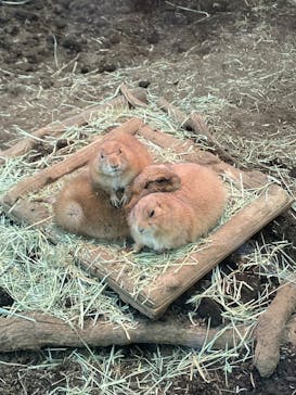 横浜・八景島シーパラダイスに投稿された画像（2025/3/20）