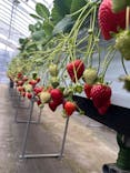 Strawberry Farm シャインベリーに投稿された画像（2025/3/20）