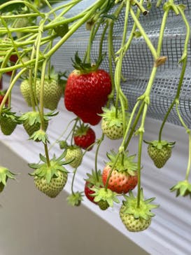 Strawberry Farm シャインベリーに投稿された画像（2025/3/20）
