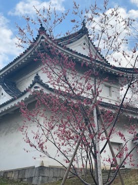 元離宮二条城に投稿された画像（2025/3/20）