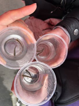 サケのふるさと 千歳水族館に投稿された画像（2025/3/20）