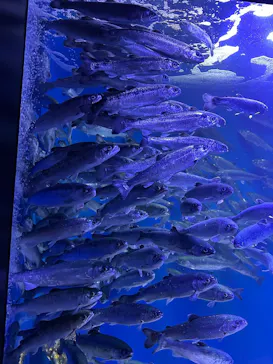 仙台うみの杜水族館に投稿された画像（2025/3/20）