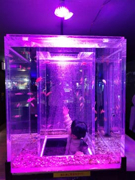 ゼロ距離水族館 伊勢シーパラダイスに投稿された画像（2025/3/20）