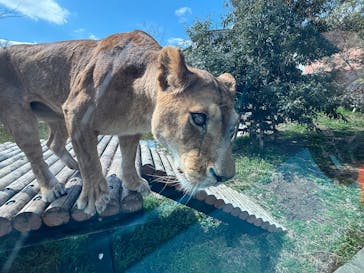 東京動物園協会_多摩動物公園に投稿された画像（2025/3/20）