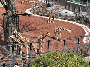 東京動物園協会_多摩動物公園に投稿された画像（2025/3/20）