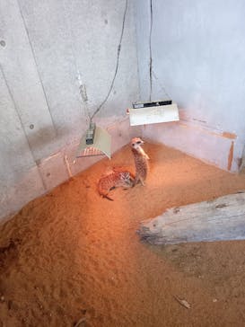 霞ケ浦 どうぶつとみんなのいえに投稿された画像（2025/3/20）