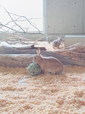 霞ケ浦 どうぶつとみんなのいえに投稿された画像（2025/3/20）