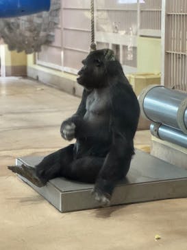 名古屋市東山動植物園に投稿された画像（2025/3/20）